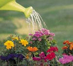 Gardening in France